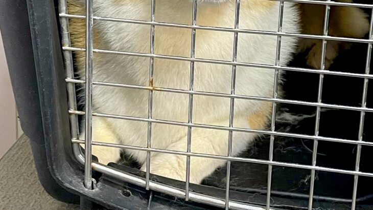 トリミングサロンの店員から『預けた犬の写真』が送られてきたので、確認した結果→まさかの表情に4万いいね「わかりやすくて草」「遺憾の意ｗ」(ブログ)