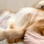 朝、ベッドの上で起床した男性→横を見てみると『大型犬』が爆睡していて…羨ましすぎる『幸せな光景』が37万再生「表情最高」「笑ったｗｗ」(ブログ)