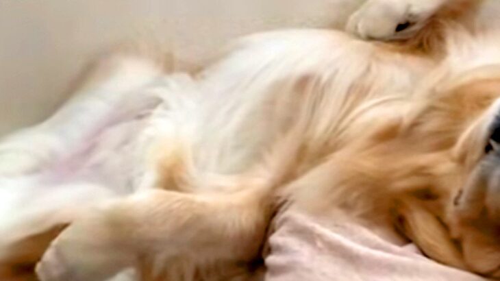 朝、ベッドの上で起床した男性→横を見てみると『大型犬』が爆睡していて…羨ましすぎる『幸せな光景』が37万再生「表情最高」「笑ったｗｗ」(ブログ)