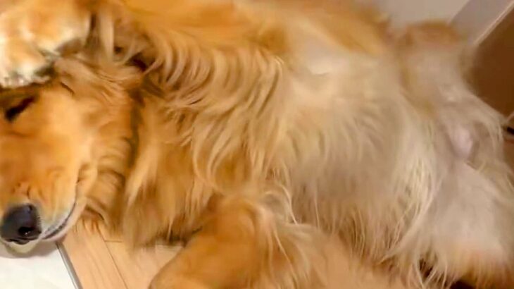 猫と一緒に育った大型犬→影響を受け過ぎて…完全に『自分を猫だと思っている光景』に3万いいね集まる「大きい猫で草」「とってもかわいい」(ブログ)