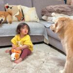 柴犬におもちゃを取られてしまった1歳の女の子→大型犬に助けを求めて…まるで人のような『正義感にあふれた行動』が49万再生「ママみたい」(ブログ)