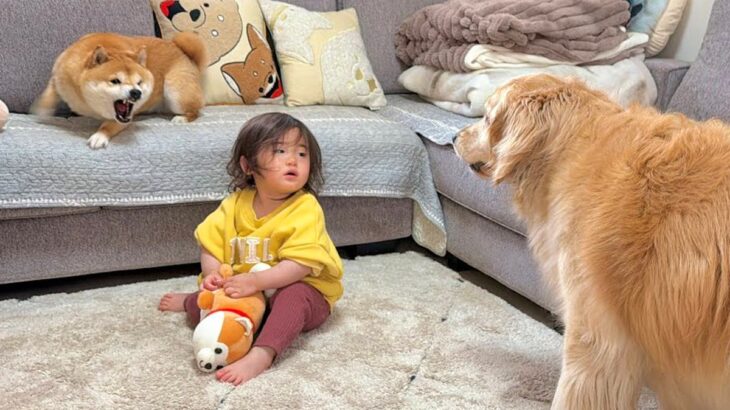 柴犬におもちゃを取られてしまった1歳の女の子→大型犬に助けを求めて…まるで人のような『正義感にあふれた行動』が49万再生「ママみたい」(ブログ)