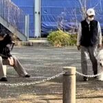 散歩中、おじいちゃんとおばあちゃんを発見し喜ぶ超大型犬→パパの場合は…あまりにも『無慈悲な光景』が197万再生「愛が空回りしてるの草」(ブログ)