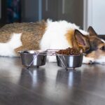 犬が『フードを残してしまう』心理3つ　完食してもらうための対処法までご紹介(ブログ)