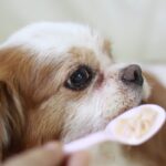 老犬の介護で『辛いと感じる瞬間』5つ　負担を少しでも減らす方法はあるの？(ブログ)
