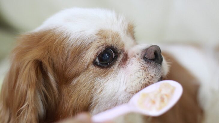 老犬の介護で『辛いと感じる瞬間』5つ　負担を少しでも減らす方法はあるの？(ブログ)