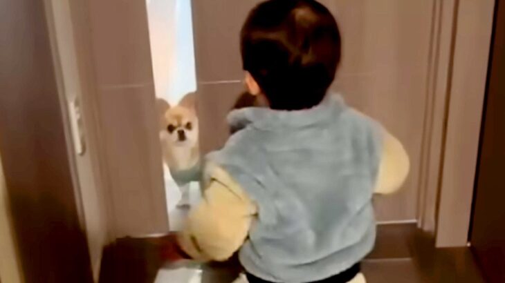 1歳の男の子と半日ぶりに再会した犬→ドアを開けた瞬間、嬉しくなりすぎて…尊すぎる『喜び方』が134万再生「嬉しいね」「ピョンピョン」(ブログ)