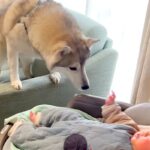 赤ちゃんが好き過ぎて、どうしてもお世話したい大型犬→柵を設けても…母性が爆発している光景が20万再生「ずっと追いかけてるｗ」「たまらん」(ブログ)