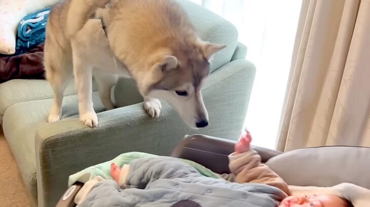 赤ちゃんが好き過ぎて、どうしてもお世話したい大型犬→柵を設けても…母性が爆発している光景が20万再生「ずっと追いかけてるｗ」「たまらん」(ブログ)