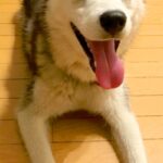 誰もいない庭で放置された『ガリガリの大型犬』を発見→飼い主に連絡すると…信じられない物語が49万再生「涙が止まらん」「感謝します」(ブログ)