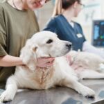 犬の『クッシング症候群』とは？危険な6つの症状や早期発見する方法まで(ブログ)