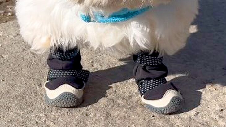 工事現場の前を通った犬→作業員が『ひつじのショーン…』とつぶやいて…思わず納得する光景が15万表示「なんとなくわかるｗｗ」「感性が素敵」(ブログ)