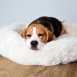 犬が『眠い』ときにみせるサイン５選　快適な睡眠環境を整えるために今日からできることまで(ブログ)