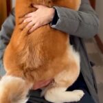 仕事を早上がりした男性→家に帰ると『秋田犬』が抱っこをおねだりして…『自分の大きさを分かっていない光景』に反響「大好きなんだ」「可愛い」(ブログ)