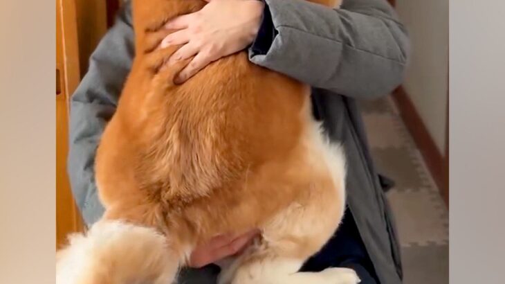 仕事を早上がりした男性→家に帰ると『秋田犬』が抱っこをおねだりして…『自分の大きさを分かっていない光景』に反響「大好きなんだ」「可愛い」(ブログ)