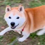 彼氏の犬と楽しく散歩していたら、突然『飼い主じゃない』と気が付いて…わかりやす過ぎる『表情』が19万再生「顔ｗｗ」「二度見してて草」(ブログ)