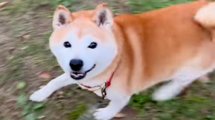 彼氏の犬と楽しく散歩していたら、突然『飼い主じゃない』と気が付いて…わかりやす過ぎる『表情』が19万再生「顔ｗｗ」「二度見してて草」(ブログ)