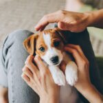 『人に依存しすぎている犬』の特徴4選　飼い主から離れられない犬がみせる行動とは？(ブログ)