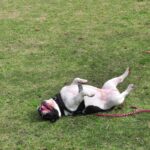 犬が『体をくねくねさせる』理由3つ　シチュエーション別で分かる心理とは？(ブログ)