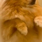 『お風呂中、慌てた表情でやってきた犬』に10万表示の反響　あまりにも愛おしい『まさかの理由』に「愛だなあ」「優しくていい子」と絶賛の声(ブログ)