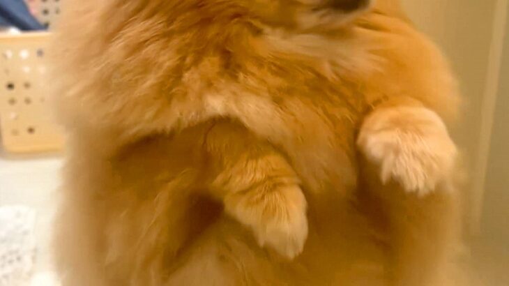 『お風呂中、慌てた表情でやってきた犬』に10万表示の反響　あまりにも愛おしい『まさかの理由』に「愛だなあ」「優しくていい子」と絶賛の声(ブログ)