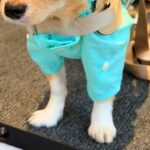 『新しいカッパ』を買ったので、犬に着せた結果→似合いすぎて…まさかの『外科医になる光景』に反響「神妙な表情で草」「声出して笑ったｗ」(ブログ)