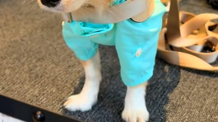 『新しいカッパ』を買ったので、犬に着せた結果→似合いすぎて…まさかの『外科医になる光景』に反響「神妙な表情で草」「声出して笑ったｗ」(ブログ)