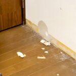 『家食べたの、誰？』犬たちに質問した結果→ふと1匹に目をやると…思わず吹く『衝撃の光景』が555万再生「詰めが甘いｗ」「堂々としてて草」(ブログ)