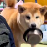 『ご飯のおかわり』を要求する犬→あまりにも雑過ぎる『催促の仕方』が愛おしいと反響「下向くとモコモコで可愛い」「作戦が成就しますようにｗ」(ブログ)