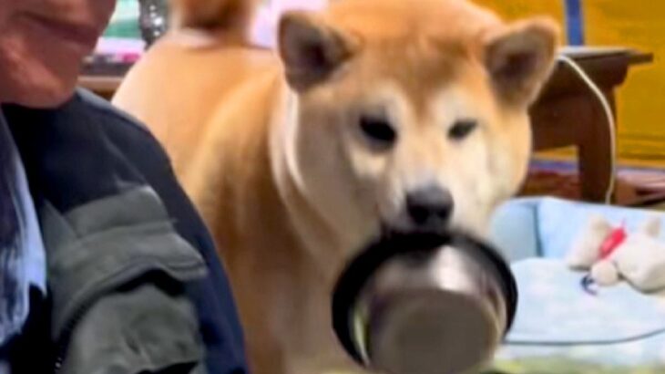 『ご飯のおかわり』を要求する犬→あまりにも雑過ぎる『催促の仕方』が愛おしいと反響「下向くとモコモコで可愛い」「作戦が成就しますようにｗ」(ブログ)