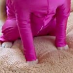 犬に『新しい服』を着せてみた結果→思った以上にピチピチで…まさかの『キャッツアイ化』に大爆笑「納得いってない顔ｗ」「ため息つきそうで草」(ブログ)