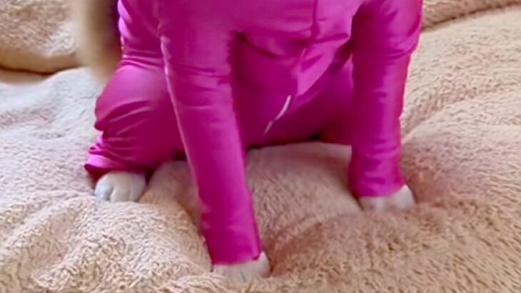 犬に『新しい服』を着せてみた結果→思った以上にピチピチで…まさかの『キャッツアイ化』に大爆笑「納得いってない顔ｗ」「ため息つきそうで草」(ブログ)