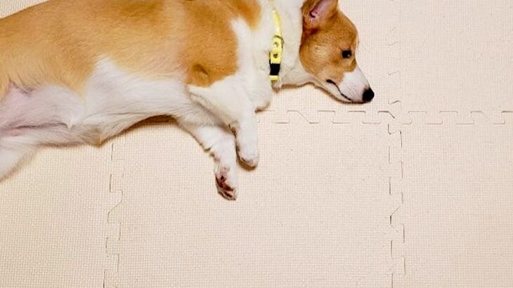 ご飯を食べない犬→心配した娘が『一工夫』してくれて…愛情が詰まった『フード文字』に感動の声「泣けてくる」「なんて優しい娘さんなの…」(ブログ)