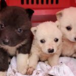 山で拾われた『泥だらけの子犬』→保護してから４年後…噓のような『奇跡の物語』に感動「なんて素晴らしい」「立派でかっこいいぞ！」と称賛の声(ブログ)