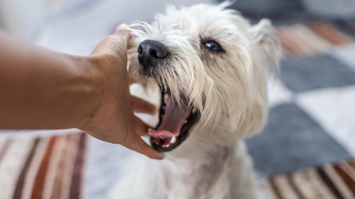 犬の『甘噛み』放っておくとどうなるの？本気噛みに発展させないためのしつけ方法まで(ブログ)