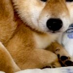 『また殴られるかも』人間を信じられなくなった保護犬→2年以上、愛情を与え続けた結果…嘘のような『現在の表情』に涙「顔が…」「幸せそう」(ブログ)