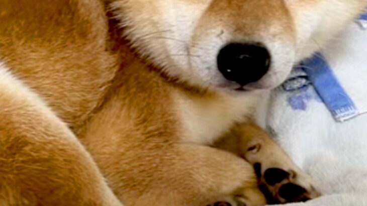 『また殴られるかも』人間を信じられなくなった保護犬→2年以上、愛情を与え続けた結果…嘘のような『現在の表情』に涙「顔が…」「幸せそう」(ブログ)