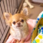 犬の『不安度』を測るチェック項目５選　愛犬がストレスを感じているサインとは？(ブログ)