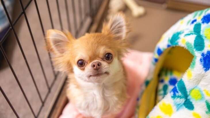 犬の『不安度』を測るチェック項目５選　愛犬がストレスを感じているサインとは？(ブログ)