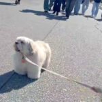 突然『散歩拒否』を発動した犬→後ろから人が歩いてきて、邪魔になると思ったら…掛けられた『まさかの言葉』に8万いいね「最高」「可愛い毛玉」(ブログ)