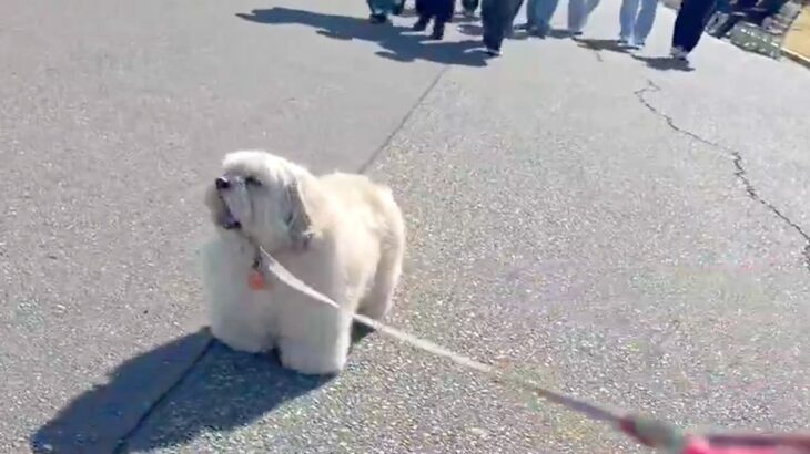 突然『散歩拒否』を発動した犬→後ろから人が歩いてきて、邪魔になると思ったら…掛けられた『まさかの言葉』に8万いいね「最高」「可愛い毛玉」(ブログ)