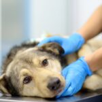 犬が『嘔吐』したときの危険な症状５選　病気の可能性や受診のタイミングまで(ブログ)