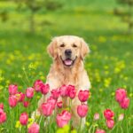 犬に危険な『春の野草』5選　万が一誤食してしまったときの中毒症状とは？(ブログ)