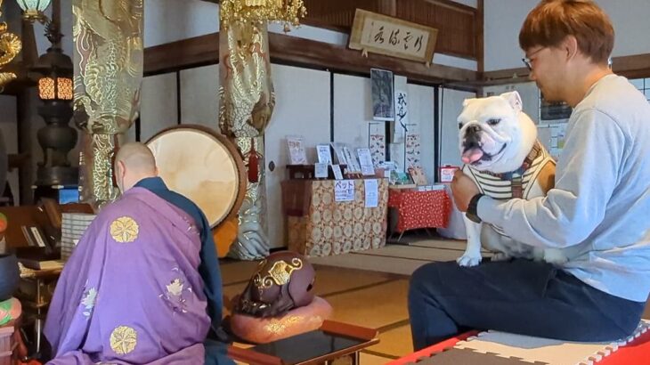 お寺で『ご祈祷』してもらう犬→住職さんの後ろで…お経どころではない『まさかの状況』が10万再生「声出して笑ったｗｗ」「パパ大慌てで草」(ブログ)