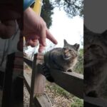 山の神社に上って行く途中で手摺に乗っていた猫に出会った(YouTube)