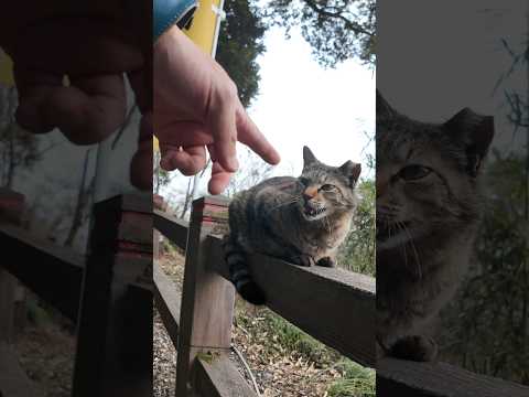 山の神社に上って行く途中で手摺に乗っていた猫に出会った(YouTube)