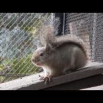 おしゃべりなニホンリスたち　警戒音：井の頭自然文化園(YouTube)