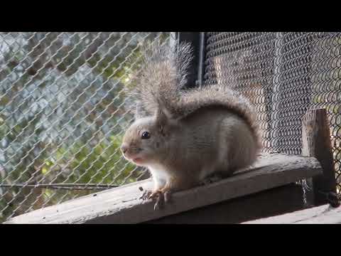 おしゃべりなニホンリスたち　警戒音：井の頭自然文化園(YouTube)
