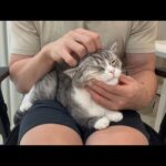 甘えてきたもっちゃんを揉みくちゃにマッサージしてみましたw(YouTube)