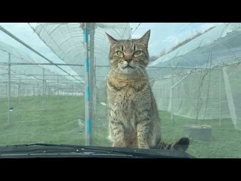 ボンネットから何か言ってくる猫(YouTube)